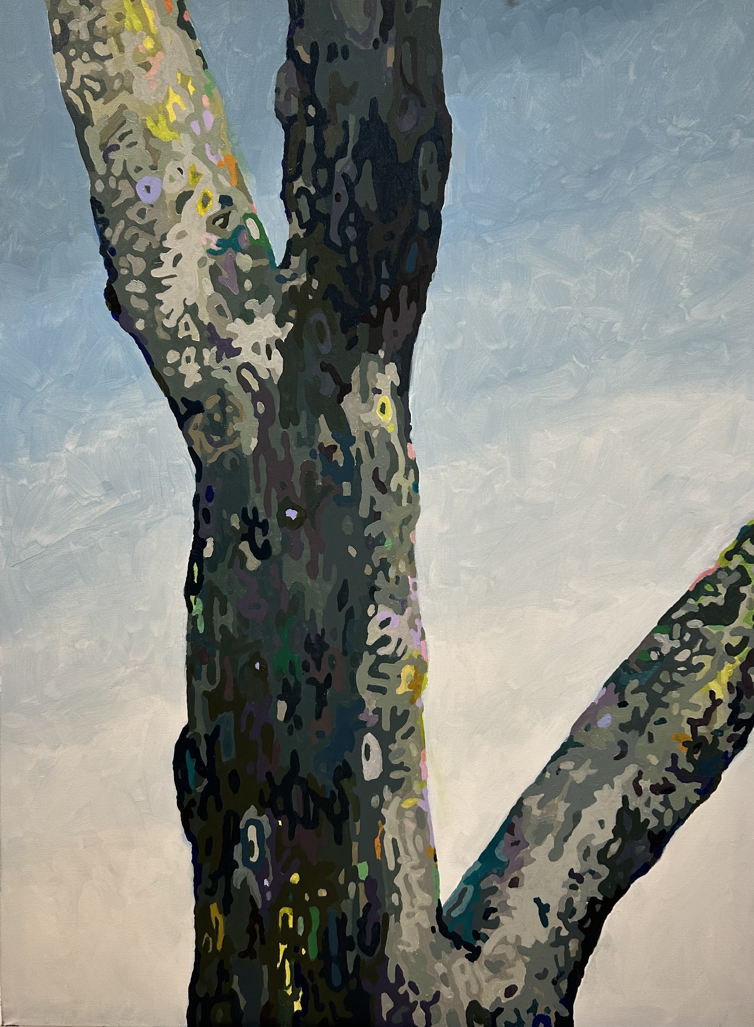 Sycamore